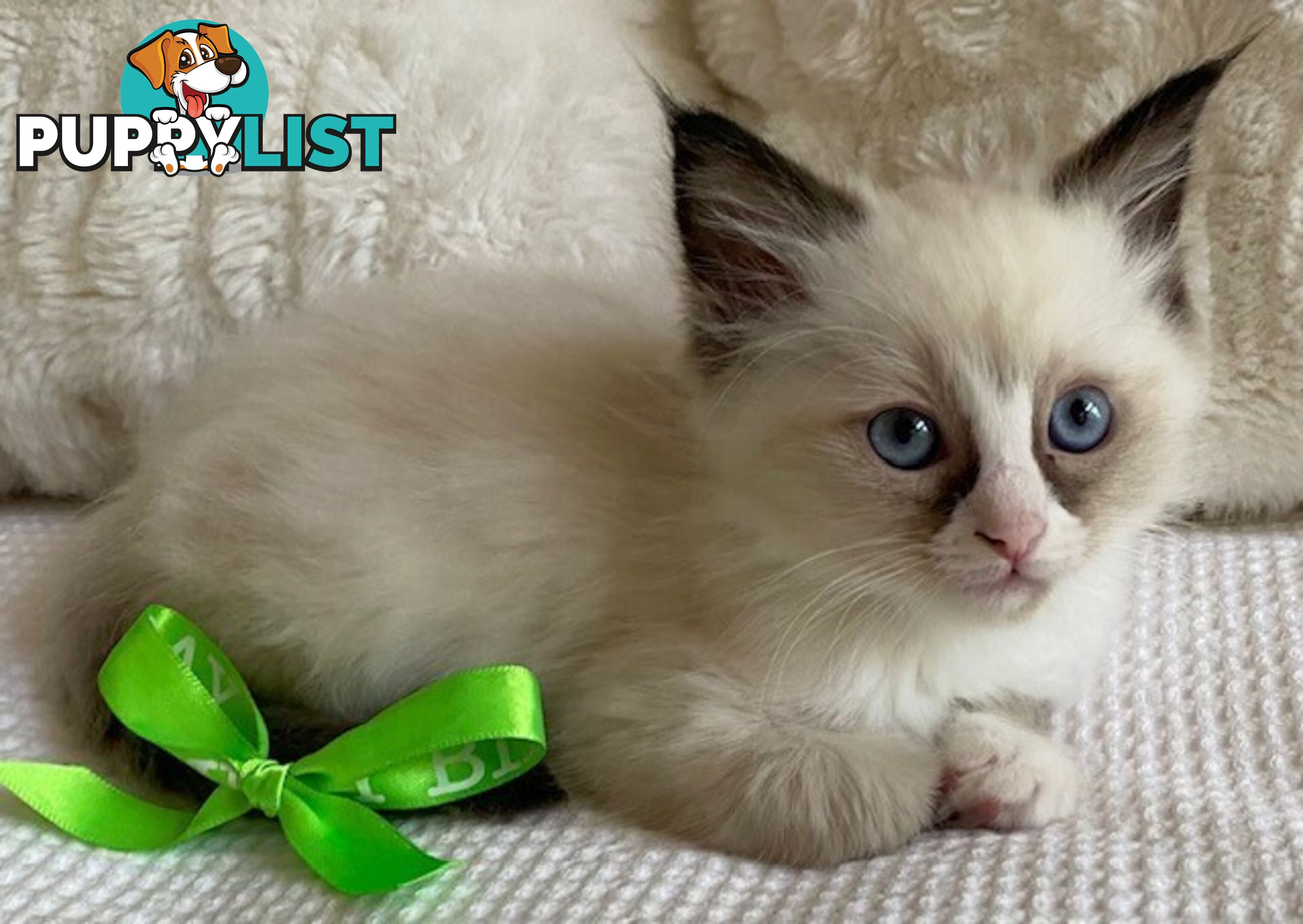 Purebred Ragdoll Kittens