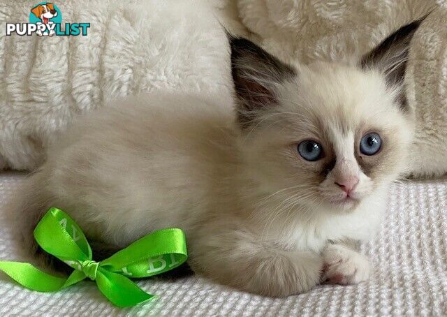 Purebred Ragdoll Kittens