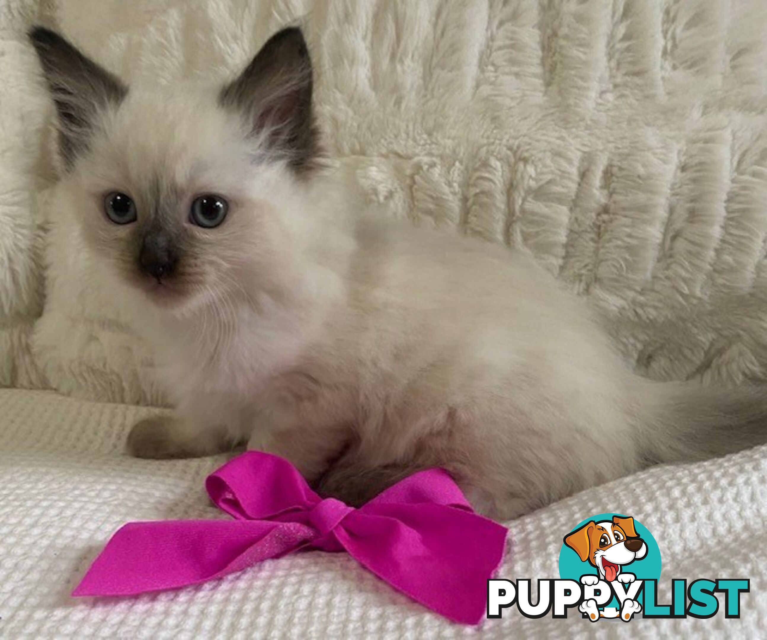 Purebred Ragdoll Kittens