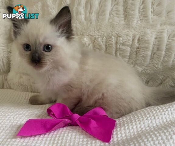 Purebred Ragdoll Kittens