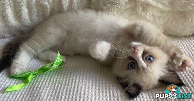 Purebred Ragdoll Kittens