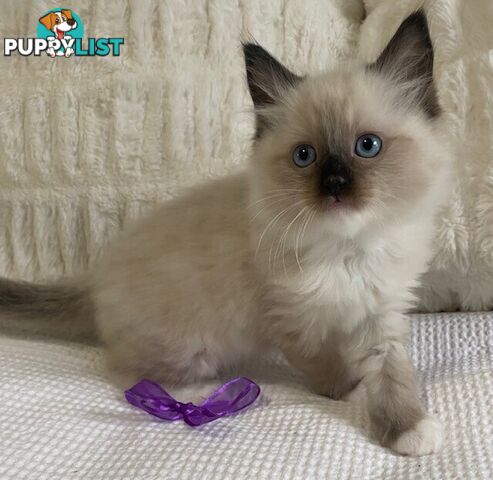 Purebred Ragdoll Kittens