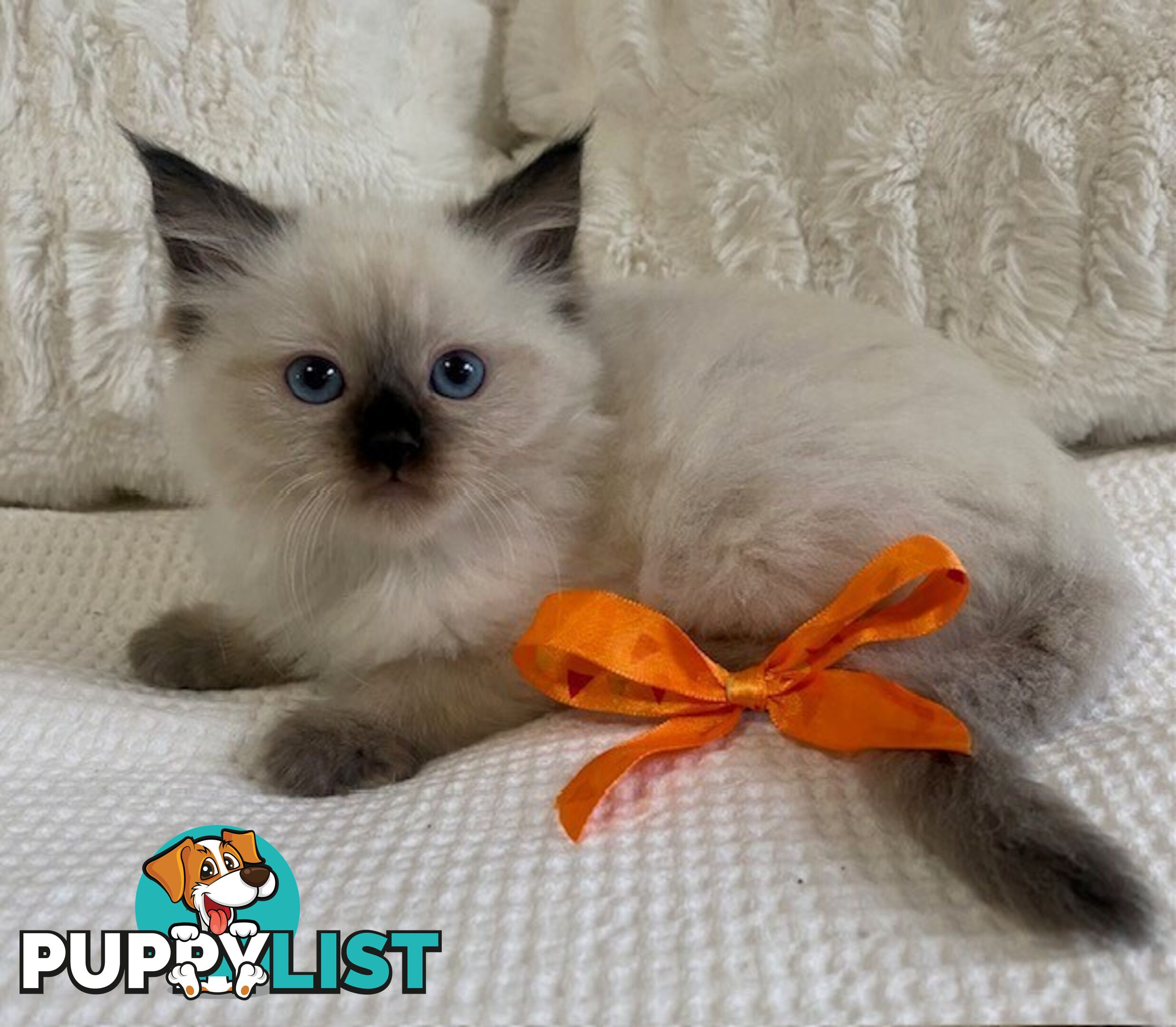 Purebred Ragdoll Kittens