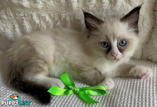 Purebred Ragdoll Kittens