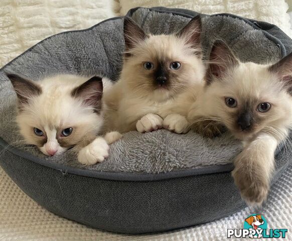 Purebred Ragdoll Kittens