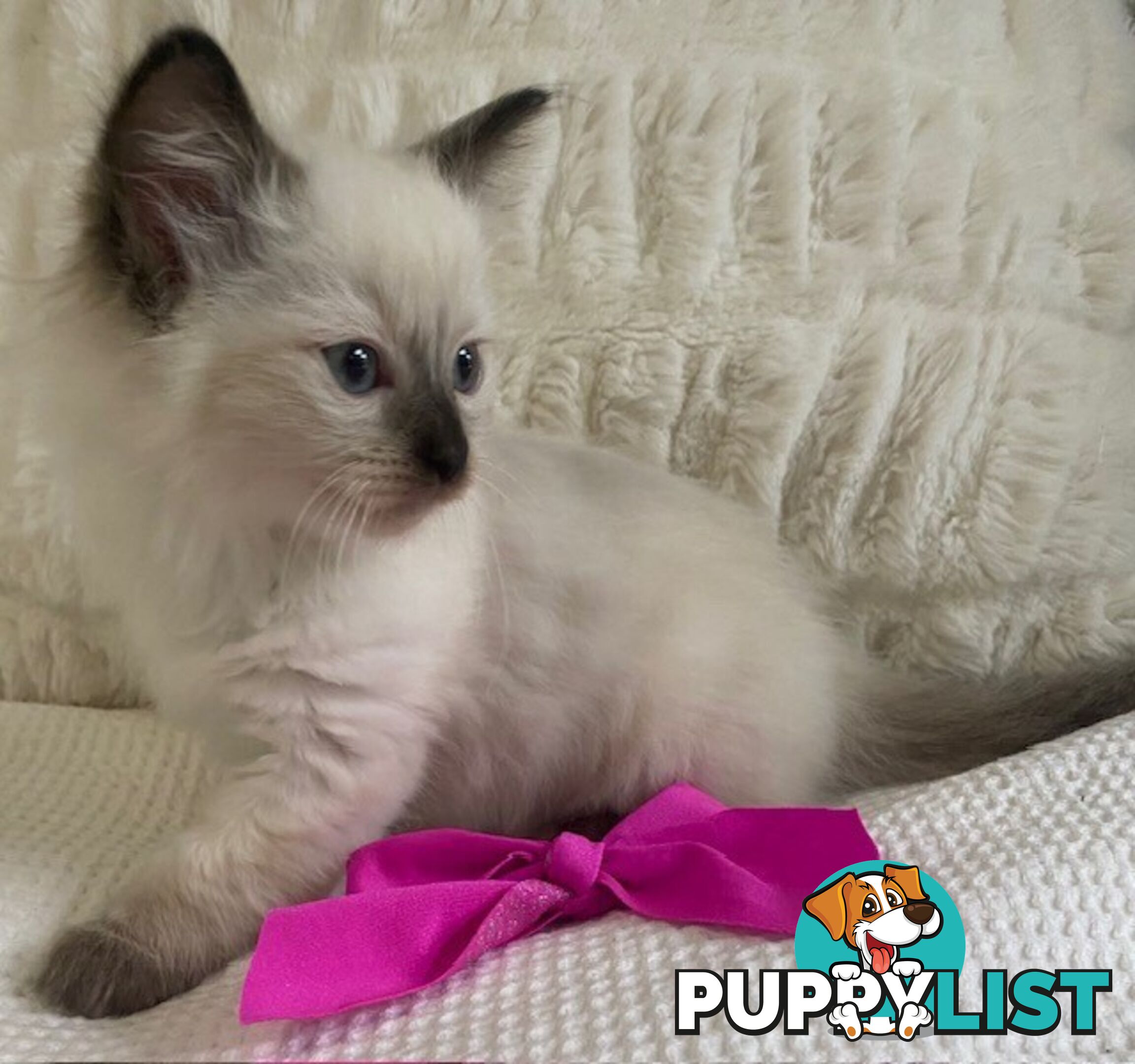 Purebred Ragdoll Kittens