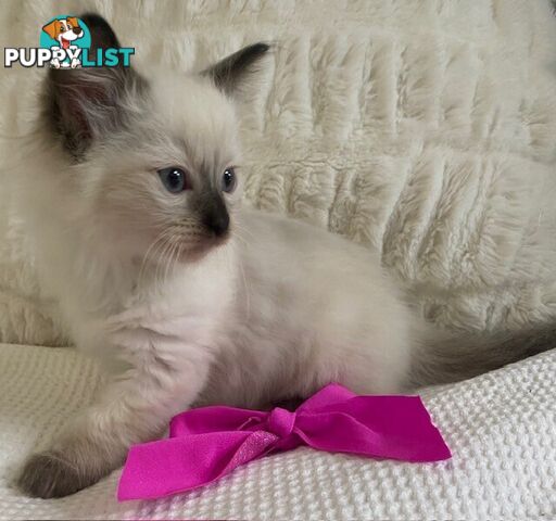 Purebred Ragdoll Kittens