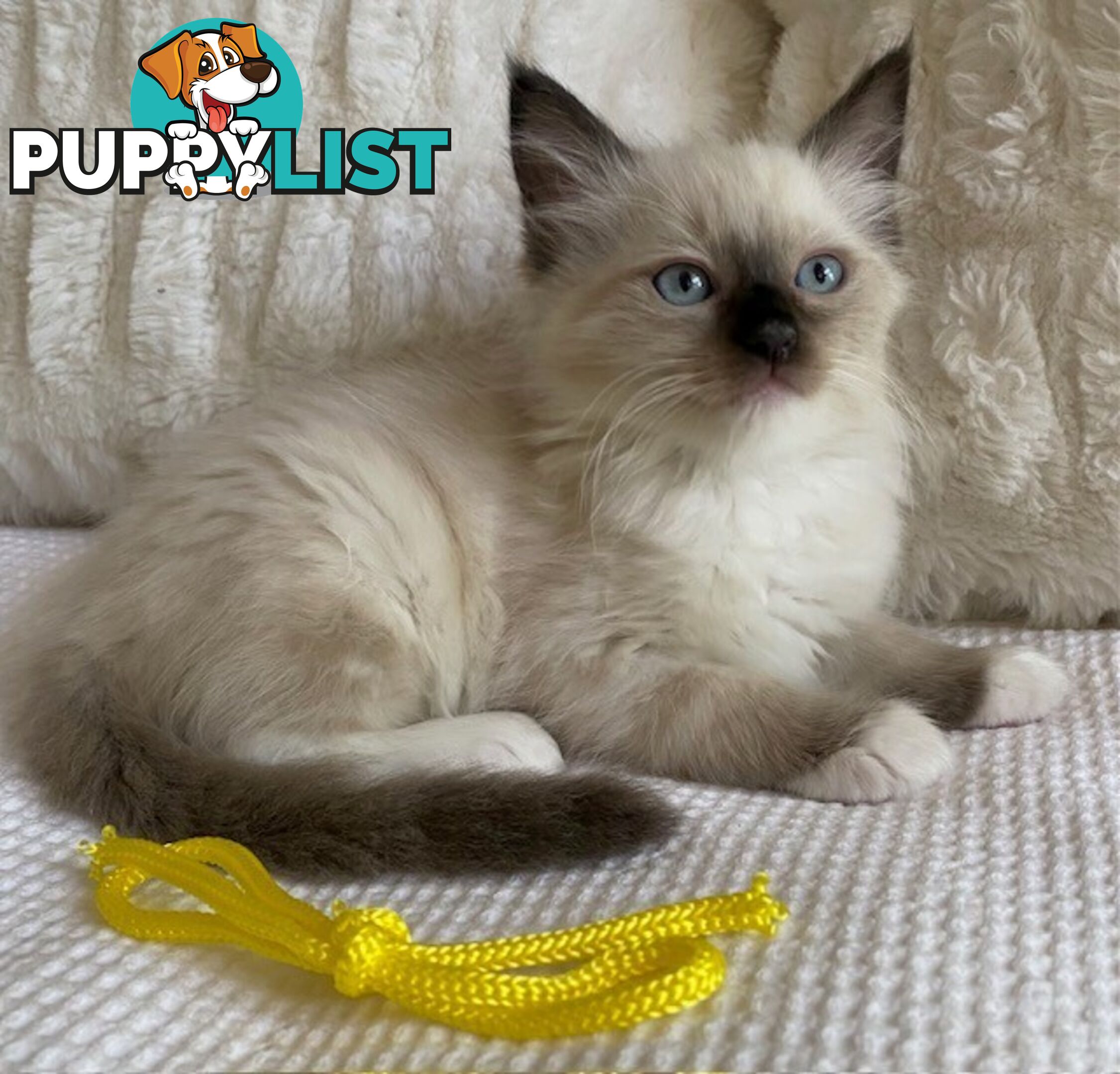 Purebred Ragdoll Kittens