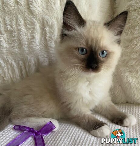 Purebred Ragdoll Kittens