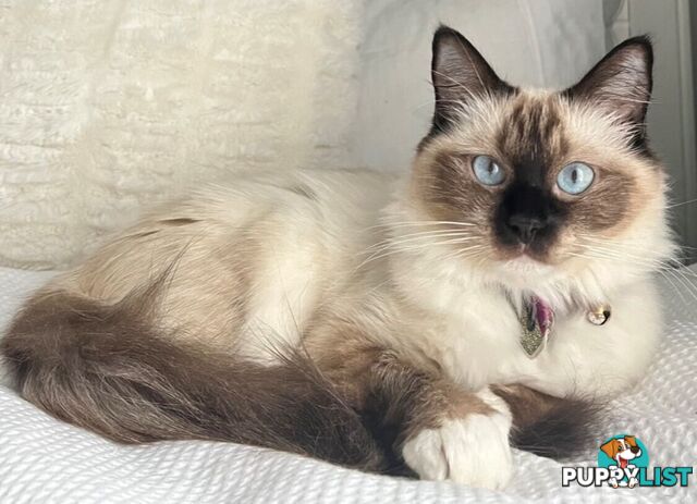 Purebred Ragdoll Kittens