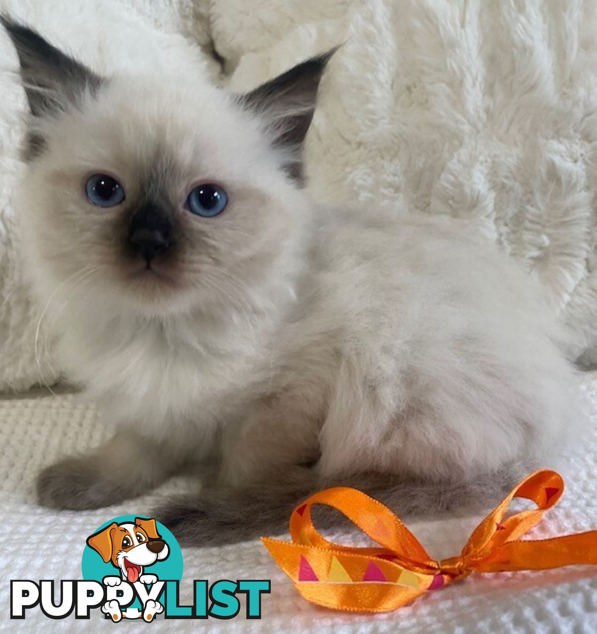 Purebred Ragdoll Kittens