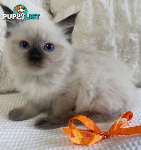 Purebred Ragdoll Kittens