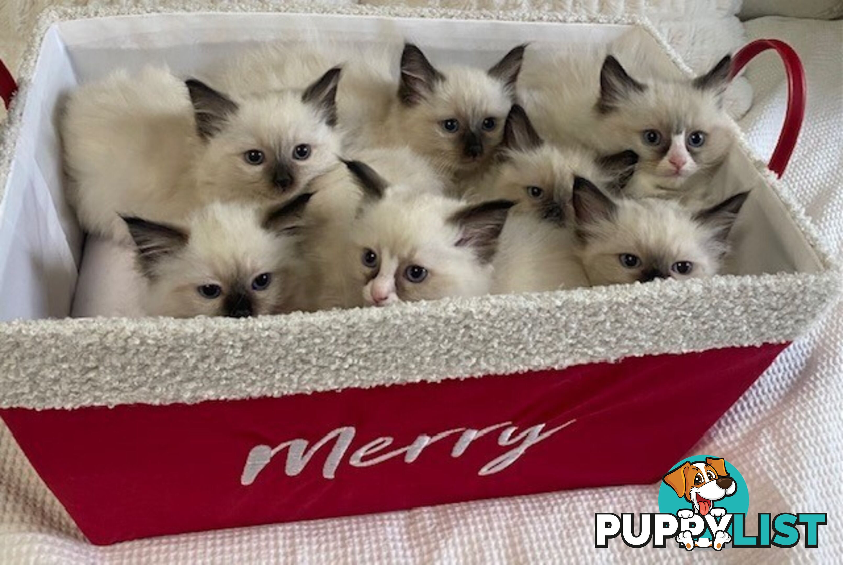 Purebred Ragdoll Kittens