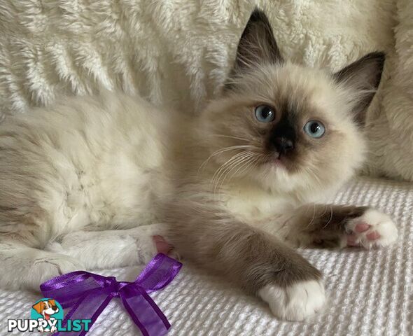 Purebred Ragdoll Kittens