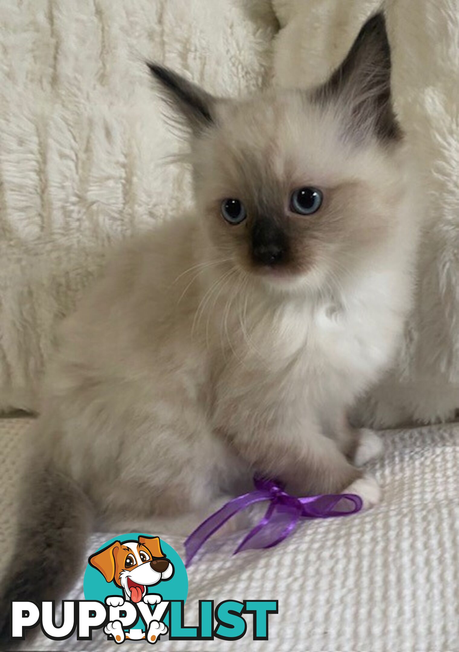 Purebred Ragdoll Kittens