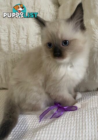 Purebred Ragdoll Kittens