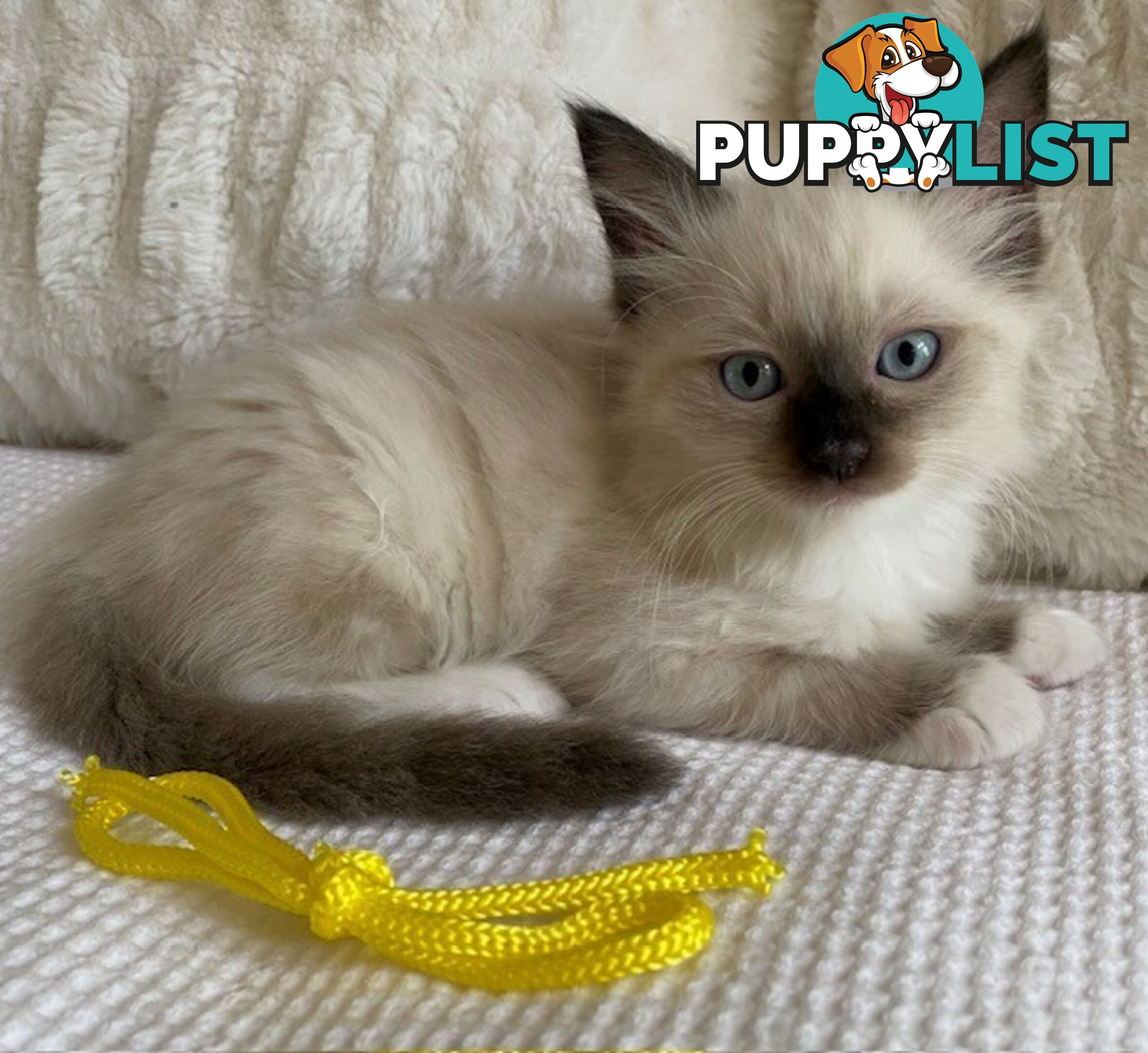 Purebred Ragdoll Kittens