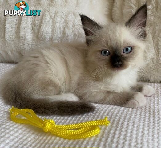 Purebred Ragdoll Kittens