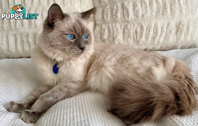 Purebred Ragdoll Kittens