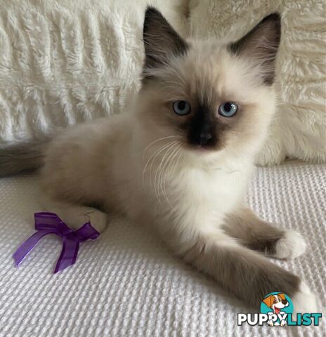 Purebred Ragdoll Kittens