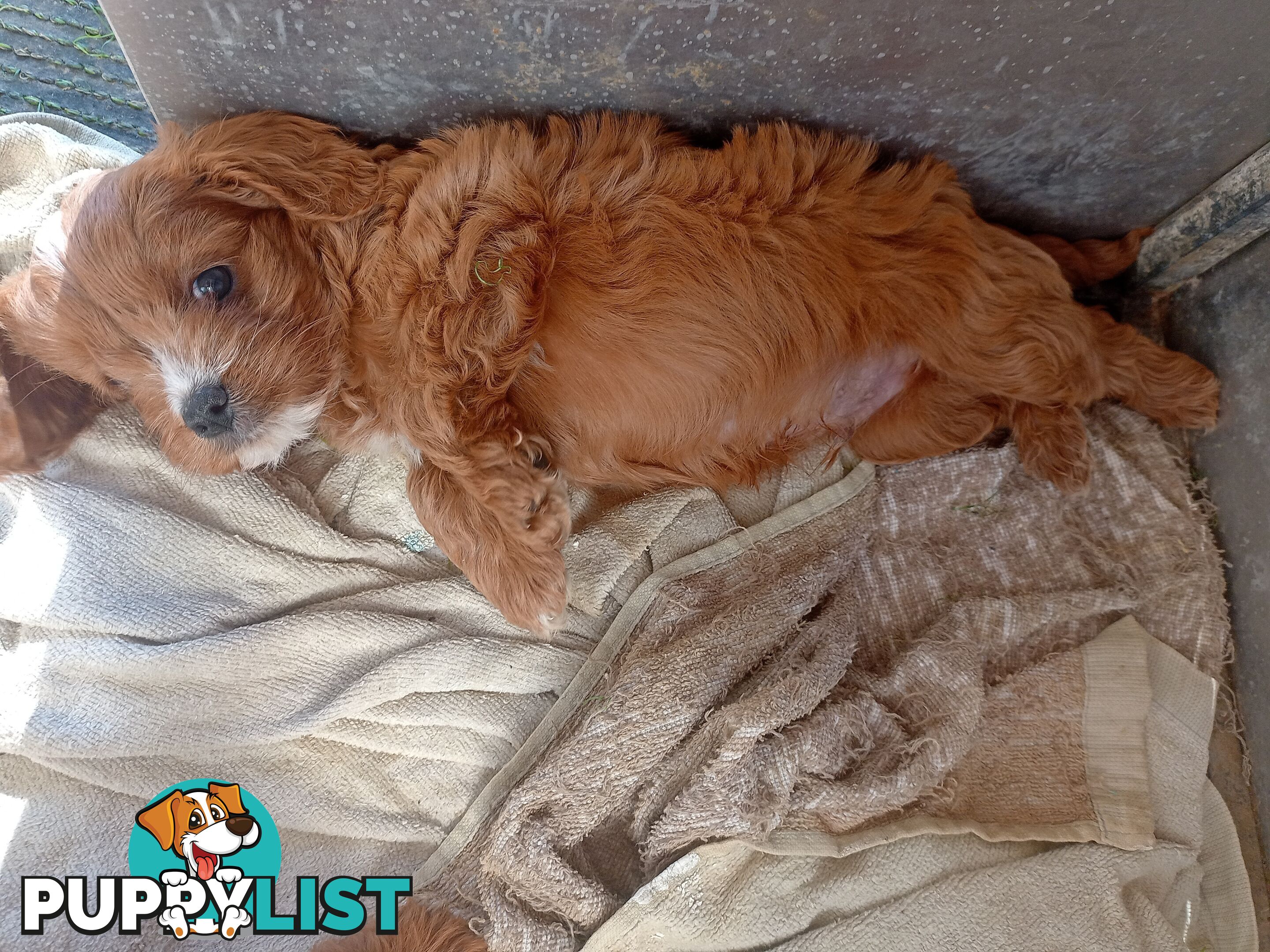 Red/white toy cavoodle, first Gen