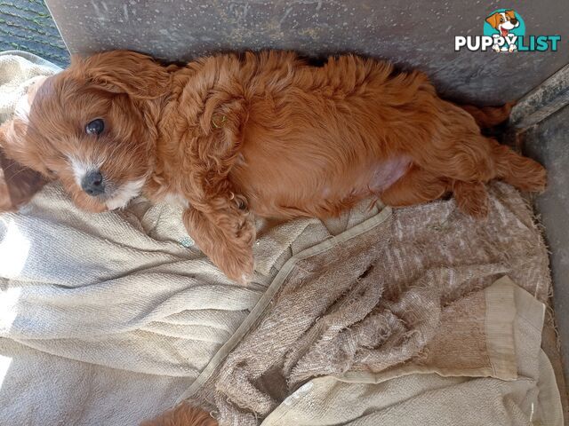 Red/white toy cavoodle, first Gen