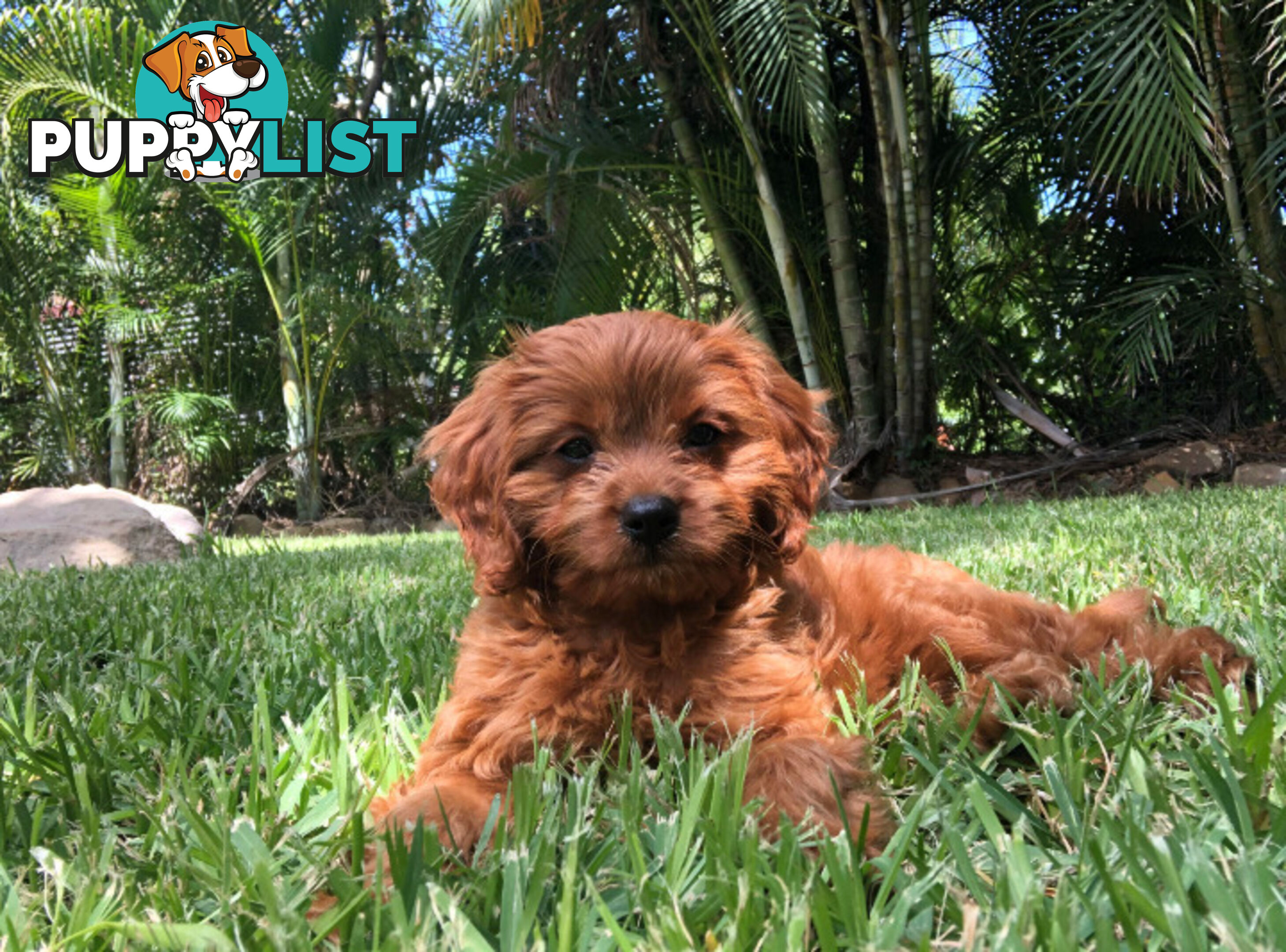 Red/white toy cavoodle, first Gen