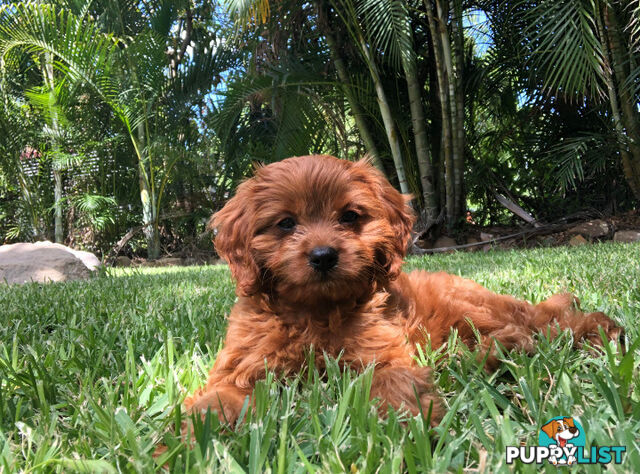 Red/white toy cavoodle, first Gen