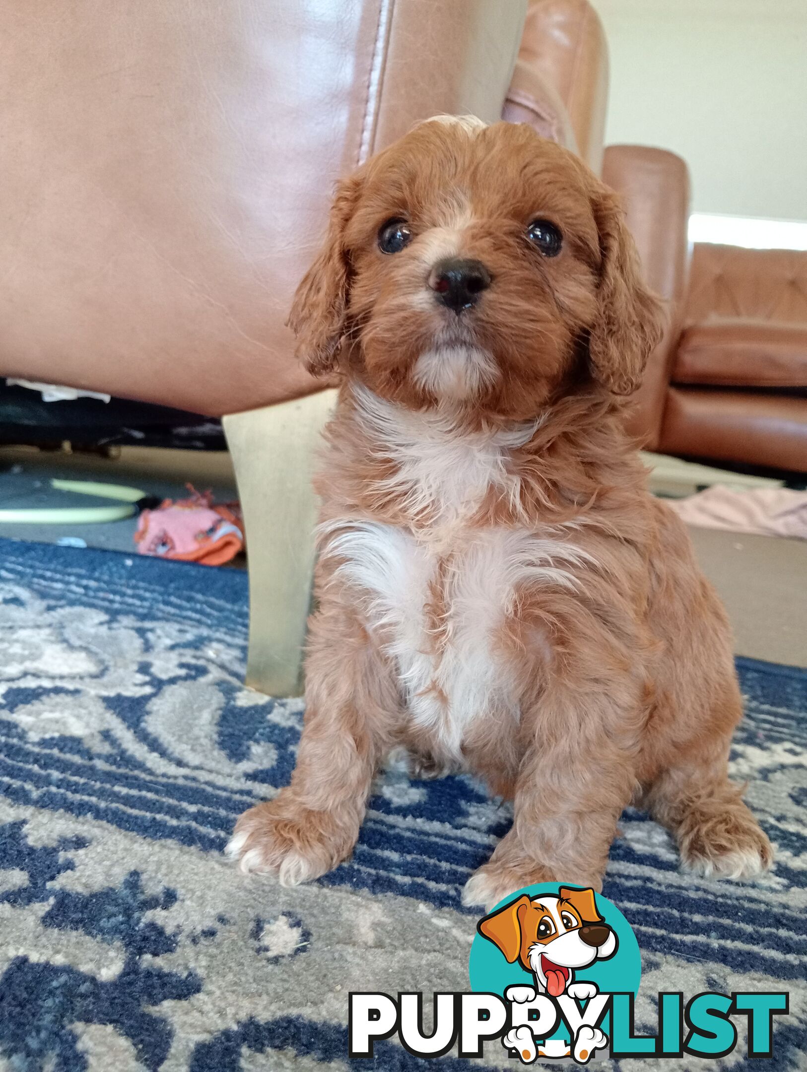 Red/white toy cavoodle, first Gen