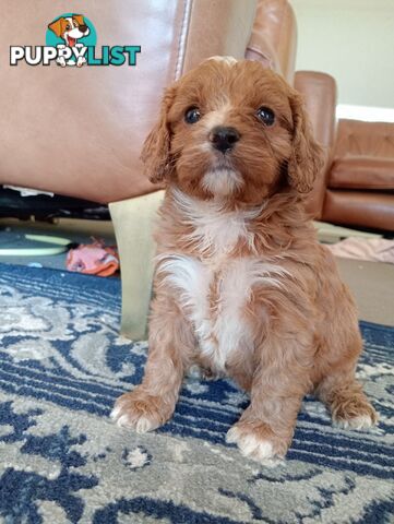 Red/white toy cavoodle, first Gen