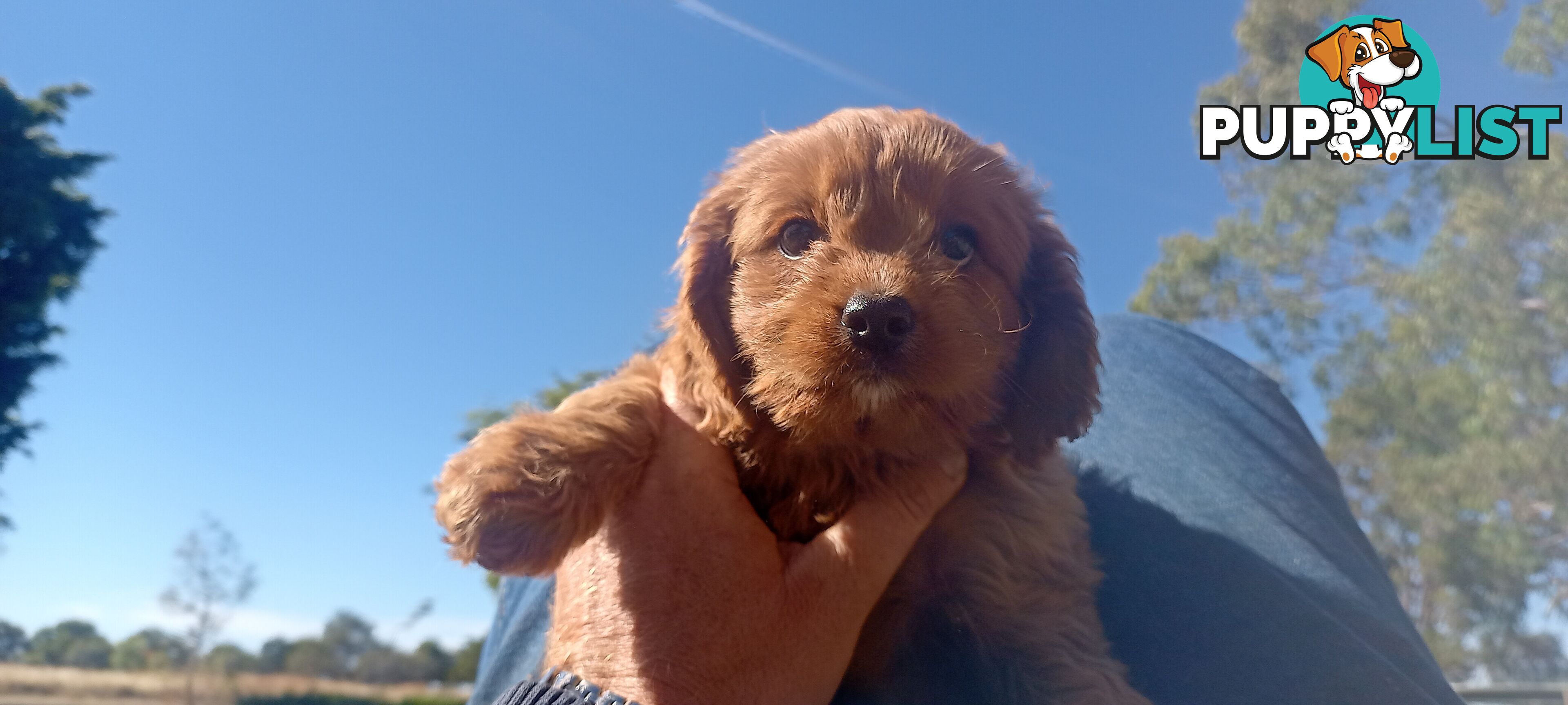 Red/white toy cavoodle, first Gen