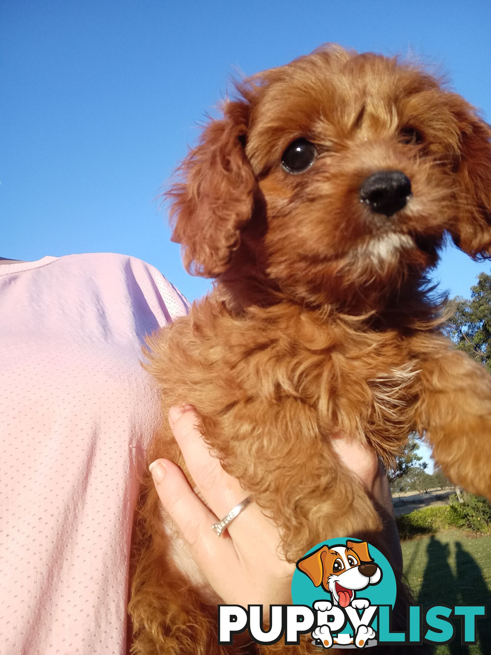 Red/white toy cavoodle, first Gen