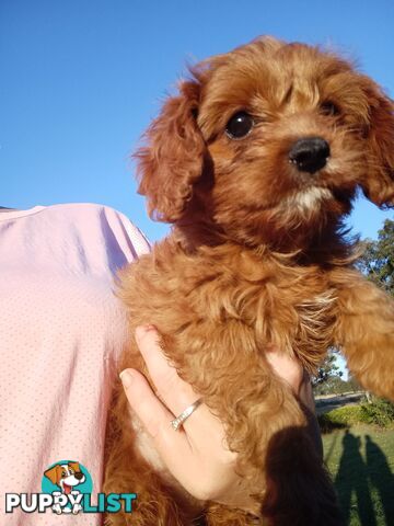 Red/white toy cavoodle, first Gen