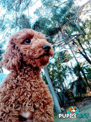 Red/white toy cavoodle, first Gen