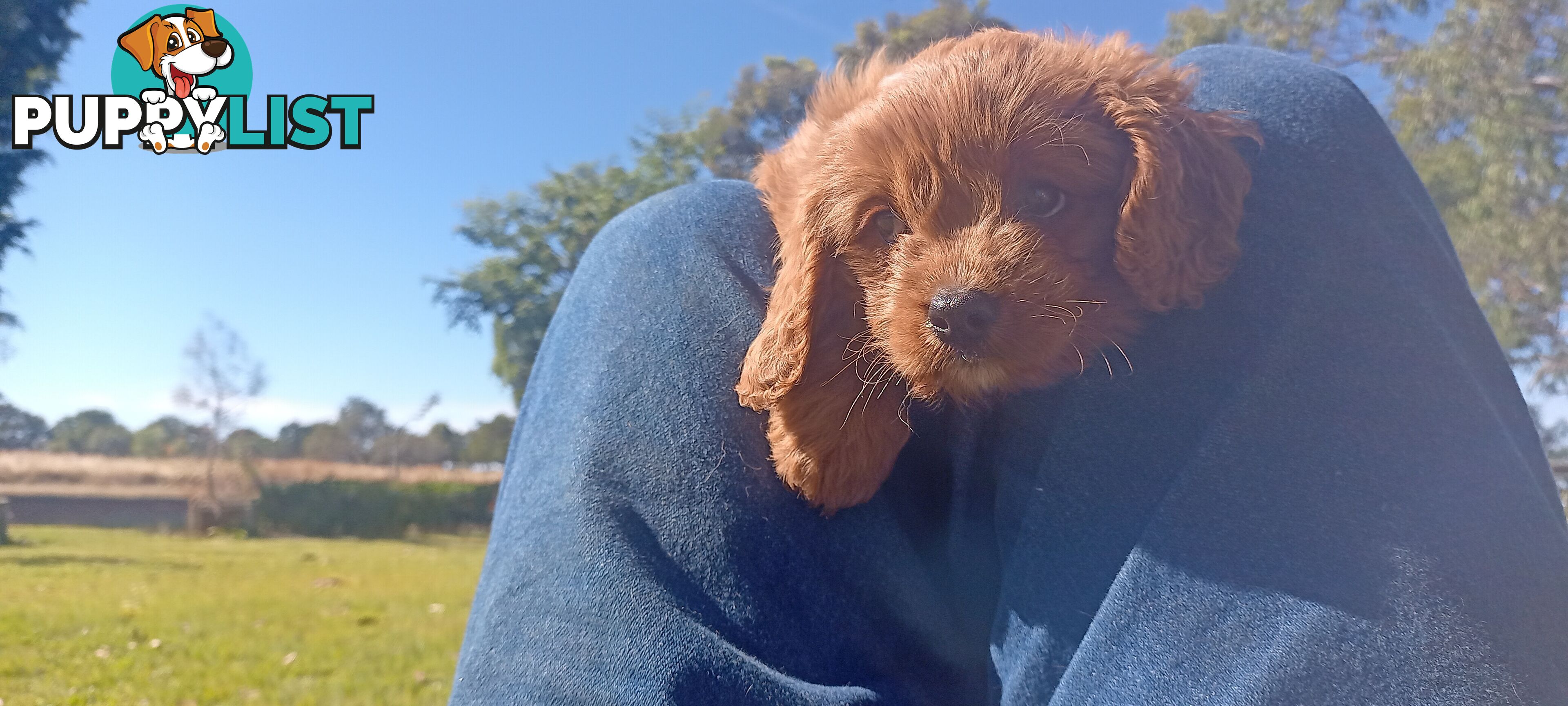 Red/white toy cavoodle, first Gen