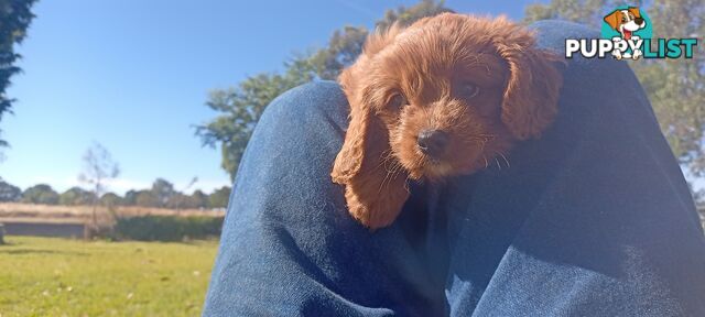 Red/white toy cavoodle, first Gen