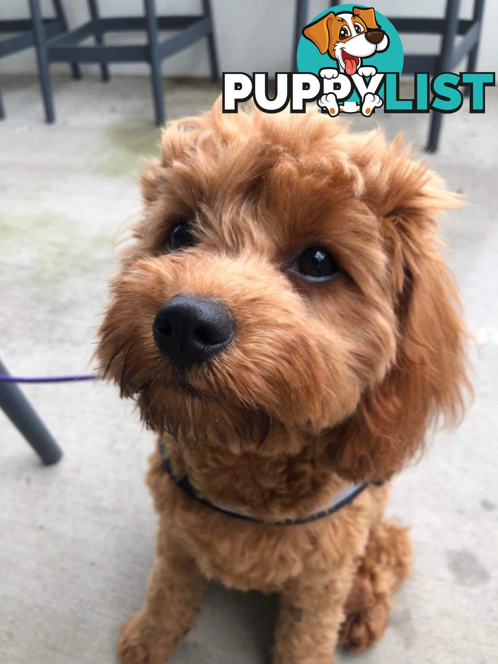 Red/white toy cavoodle, first Gen