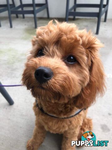 Red/white toy cavoodle, first Gen