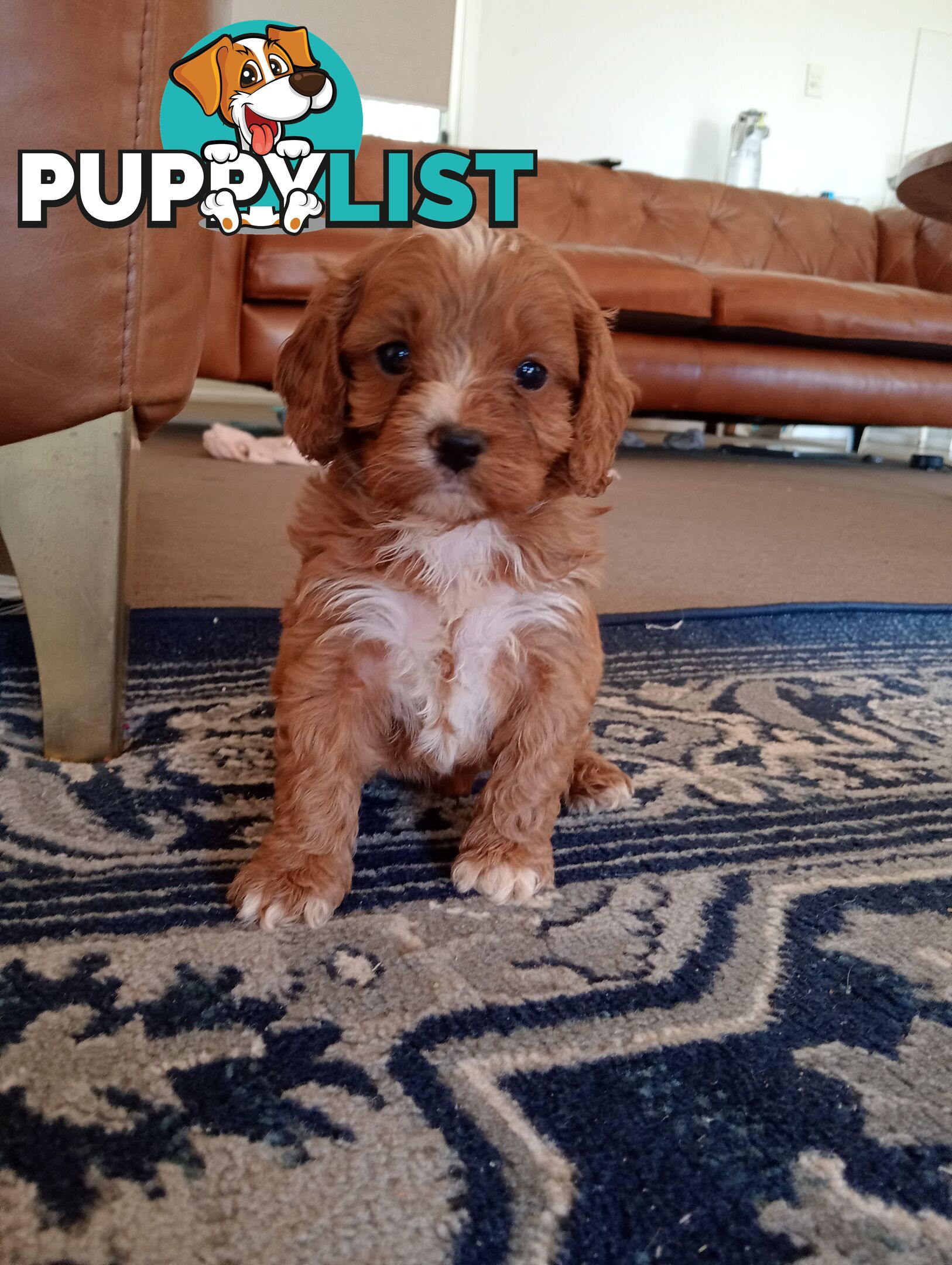 Red/white toy cavoodle, first Gen