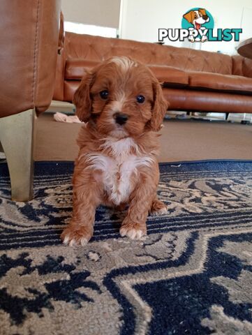 Red/white toy cavoodle, first Gen