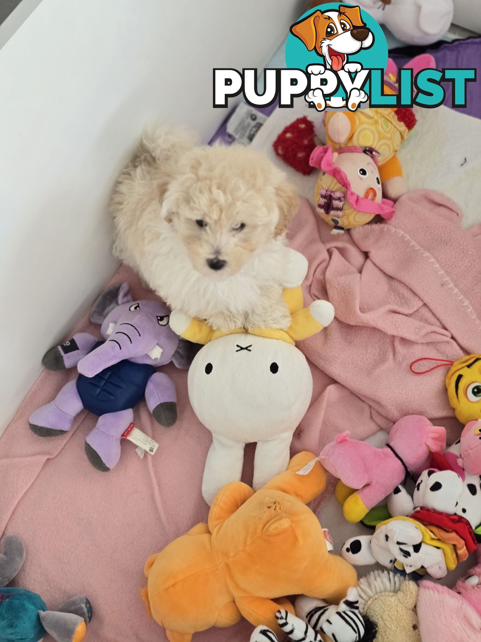 TOY POODLE  X  MOODLE