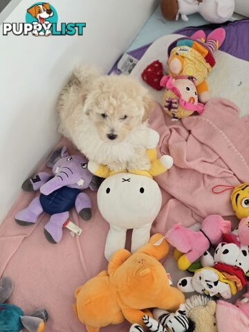 TOY POODLE  X  MOODLE