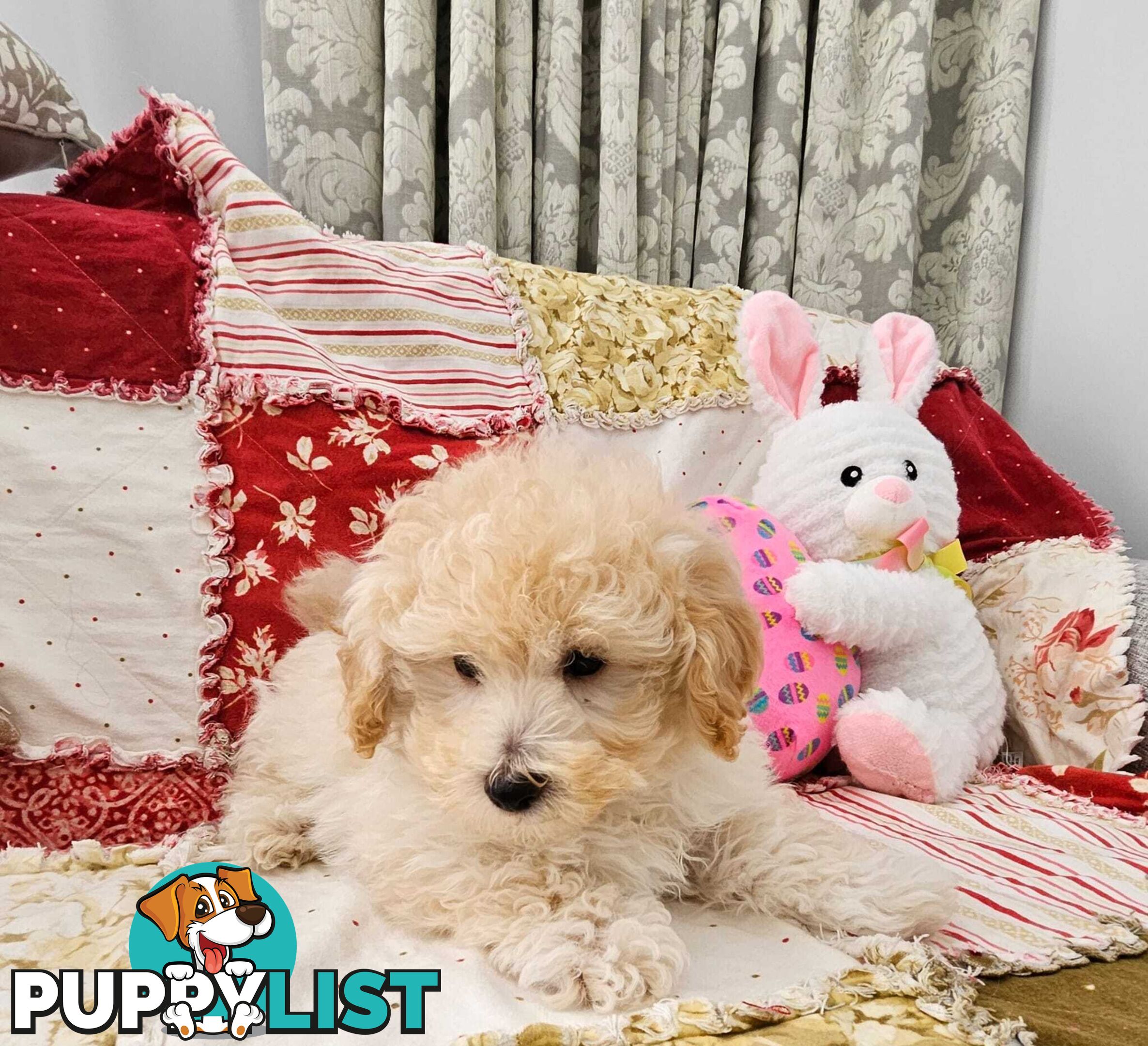 TOY POODLE  X  MOODLE