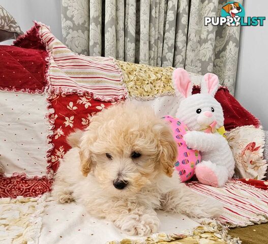 TOY POODLE  X  MOODLE