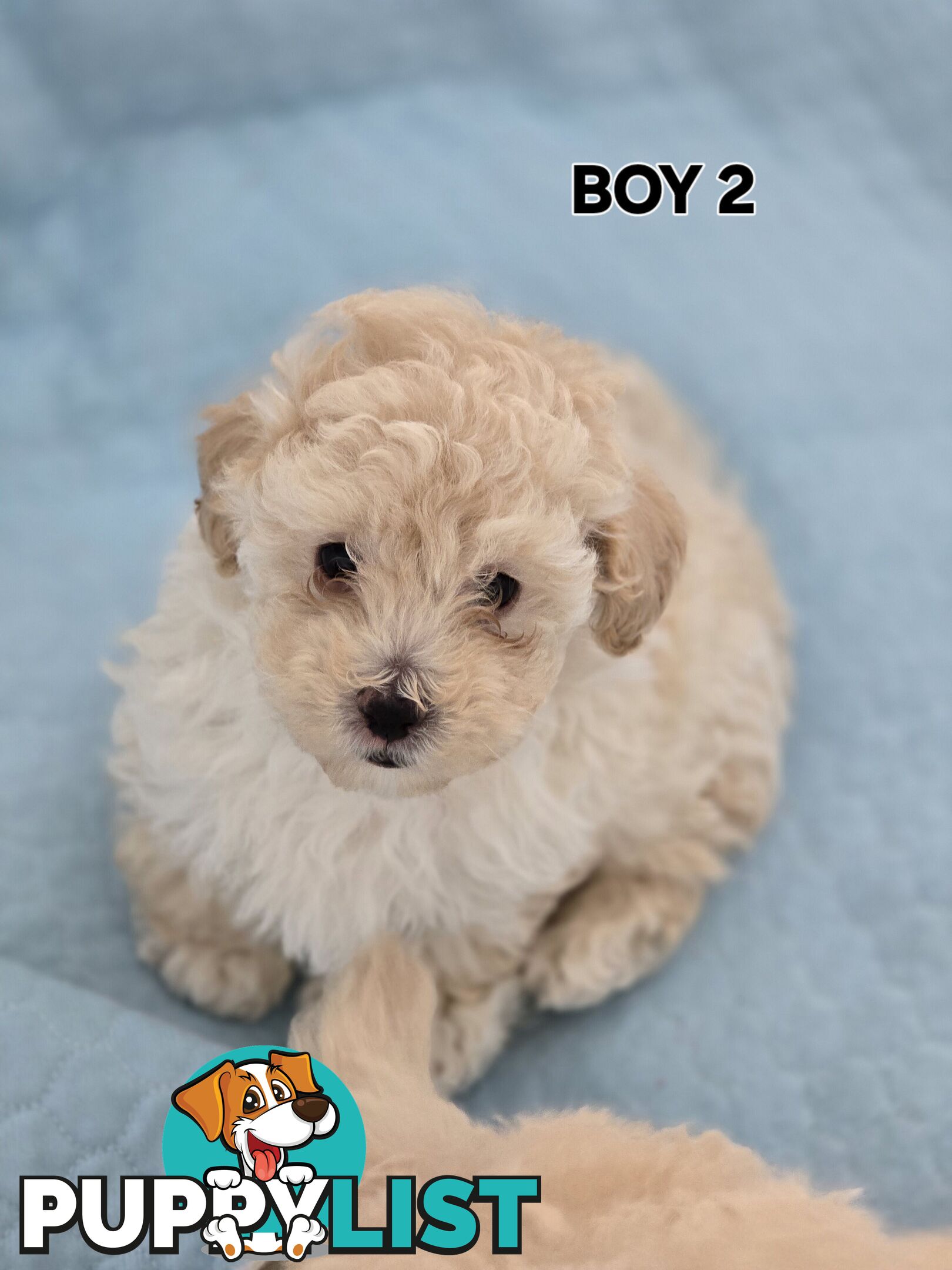 TOY POODLE  X  MOODLE