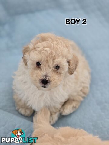 TOY POODLE  X  MOODLE