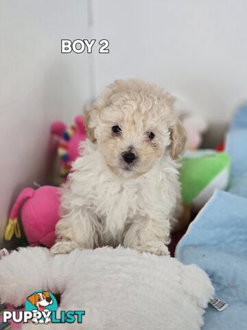 TOY POODLE  X  MOODLE