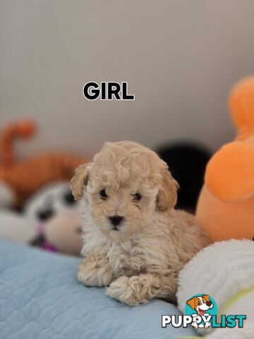 TOY POODLE  X  MOODLE
