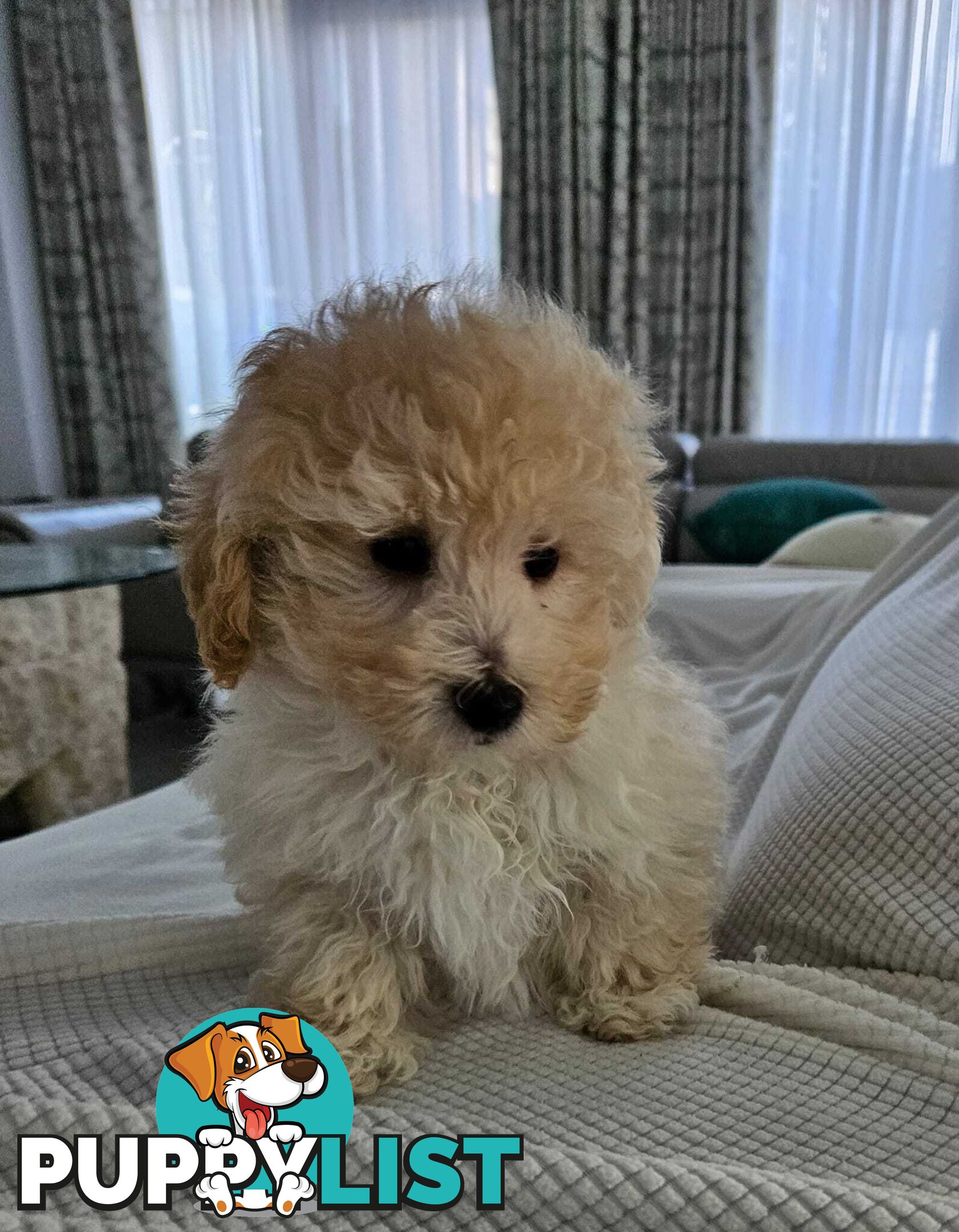 TOY POODLE  X  MOODLE