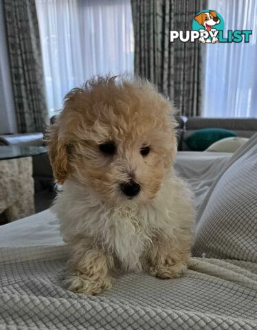 TOY POODLE  X  MOODLE